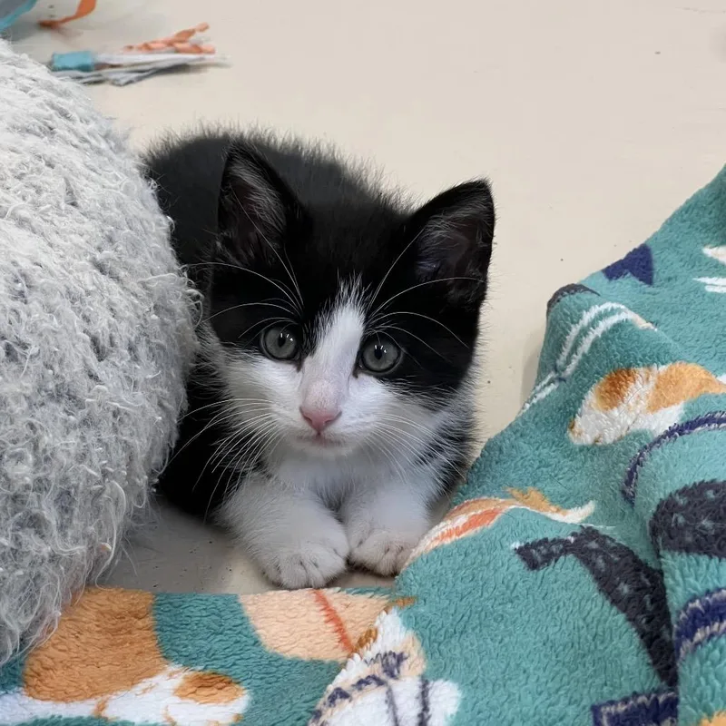 A baby small-sized male Black Domestic Short Hair cat named Zeke for adoption in Delaware, OH