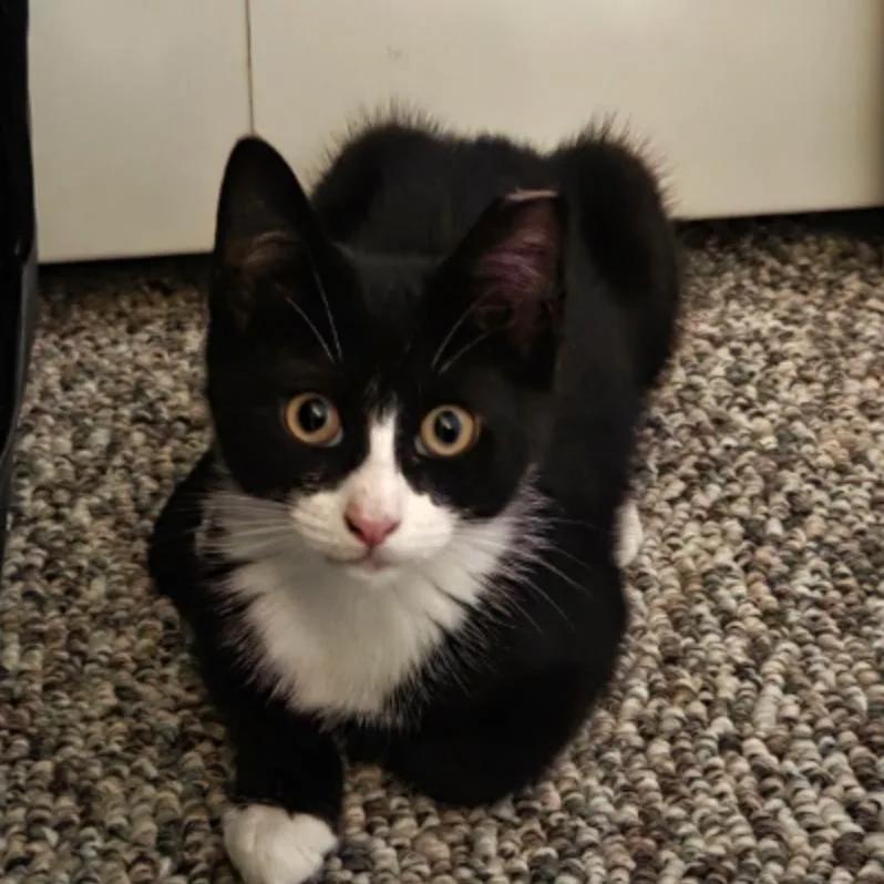 A baby small-sized female Black American Shorthair cat named Daisy for adoption in Oceanside, NY