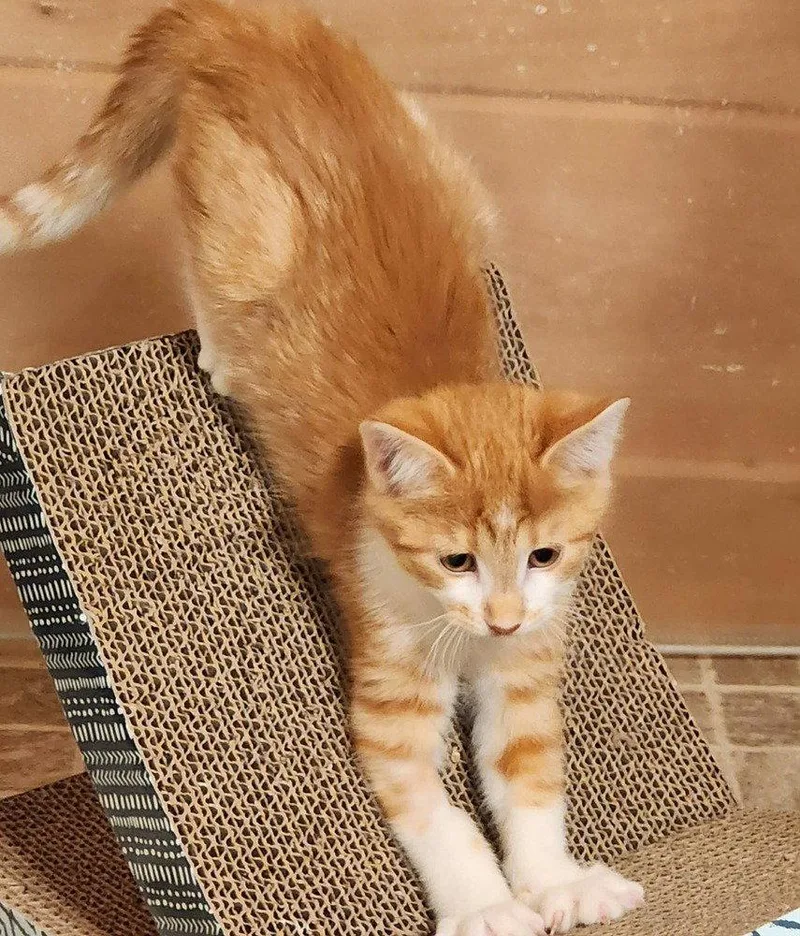A baby medium-sized male Domestic Short Hair cat named Leap Frog for adoption in Candler, NC