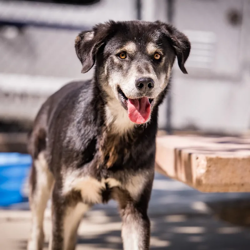 A young medium-sized male Black Shepherd dog named Brax for adoption in Joshua Tree, CA
