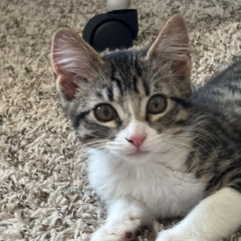 A baby medium-sized female Tabby (Buff / Tan / Fawn) Tabby cat named Rosie for adoption in Sacramento, CA