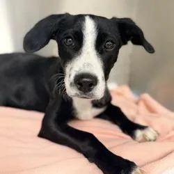 A young small-sized female Black Shepherd dog named Puppy for adoption in Bullhead City, AZ
