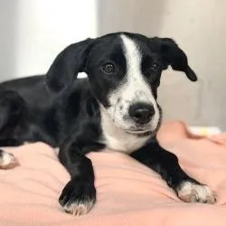 Puppy thumbnail 2