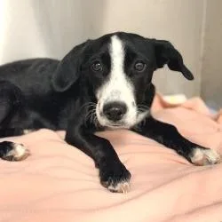 Puppy thumbnail 3