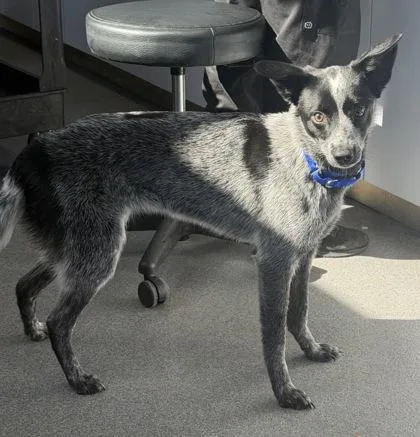 An adult medium-sized female Mixed Breed dog named Bluebell for adoption in West Chester, PA