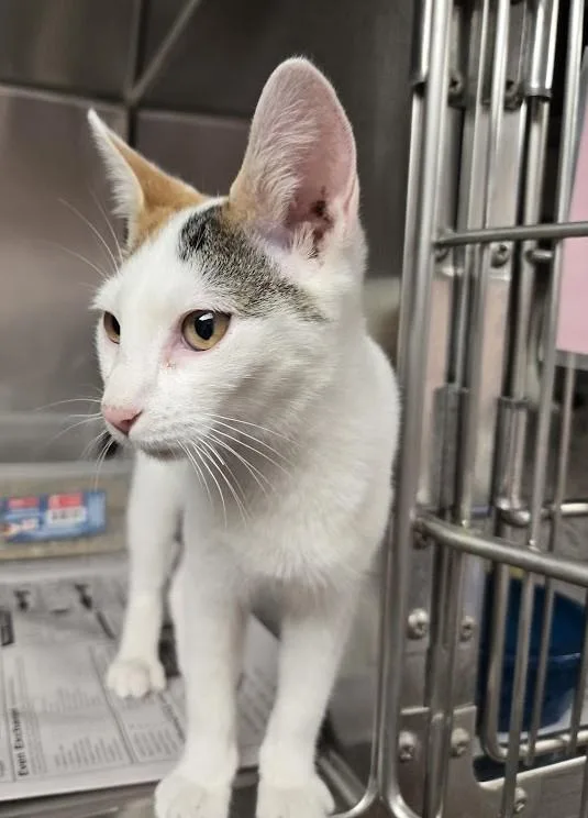 A young small-sized female Calico cat named Spot for adoption in North Myrtle Beach, SC