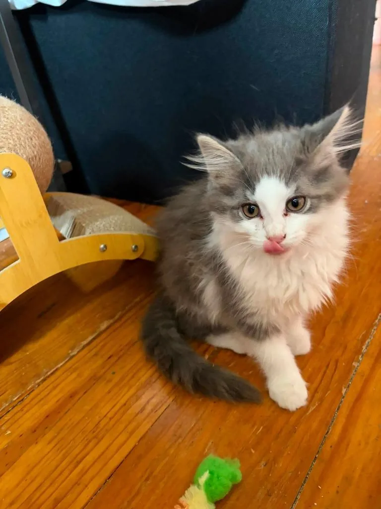 A baby small-sized male Domestic Short Hair cat named August for adoption in New Manchester, WV