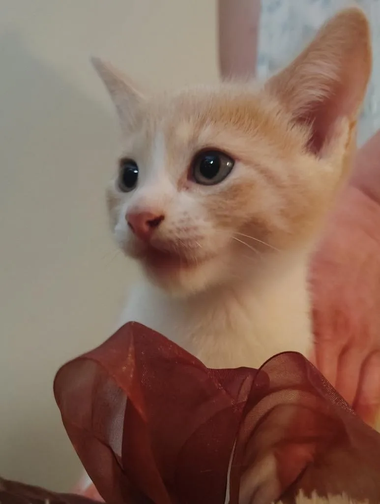 Biscuit