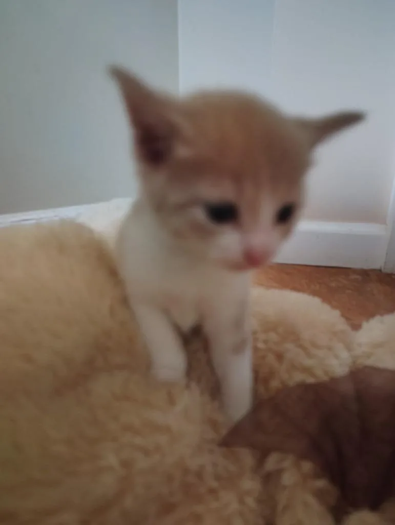 Biscuit thumbnail 2