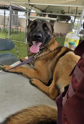 A young large-sized male Belgian Shepherd / Malinois dog named Booboo for adoption in Downey, CA