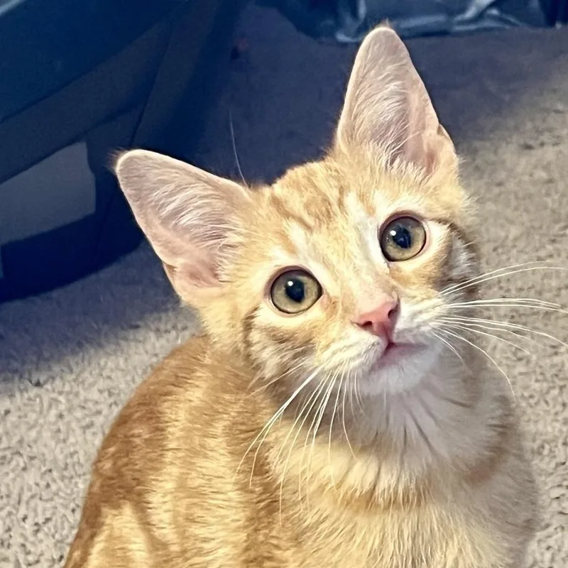 A baby medium-sized male Orange & White American Shorthair cat named Sunny for adoption in North Hollywood, CA