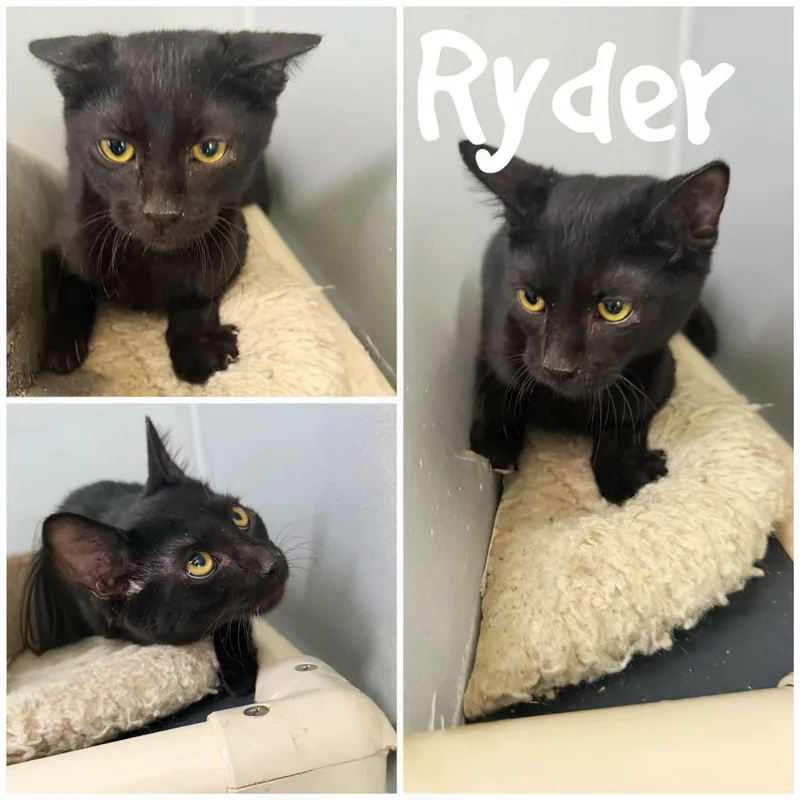 A young medium-sized male Black Domestic Short Hair cat named Ryder for adoption in Saint James, MO