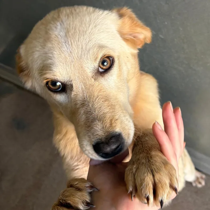 A young medium-sized female Yellow / Tan / Blond / Fawn Yellow Labrador Retriever dog named Daisy for adoption in Ardmore, OK