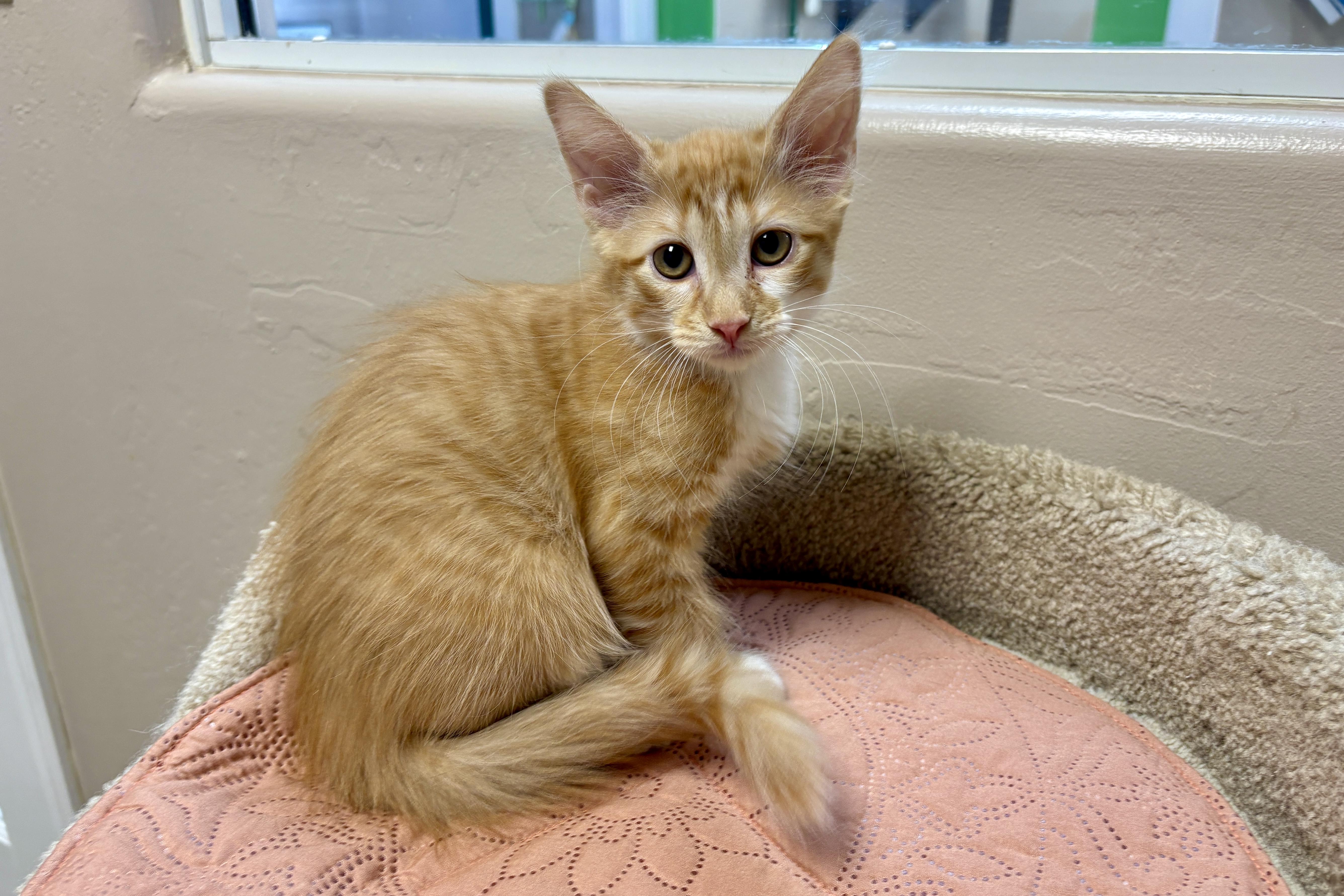 A baby small-sized male Domestic Medium Hair cat named Cepheus for adoption in Fountain Hills, AZ