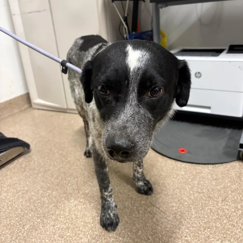 A senior medium-sized male White / Cream Australian Cattle Dog / Blue Heeler dog named Gomez for adoption in League City, TX
