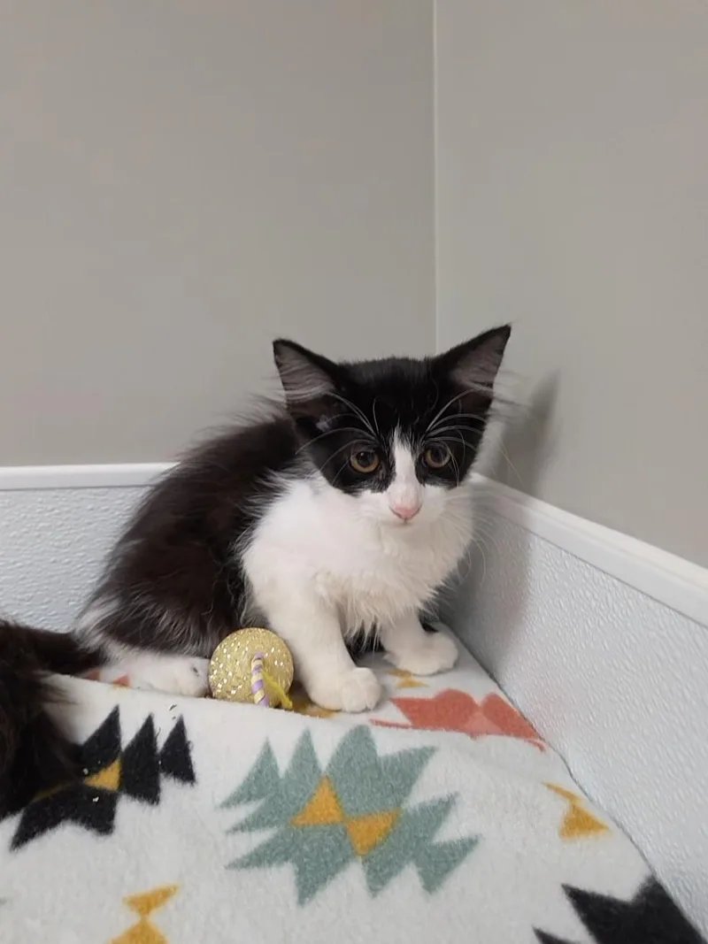 A baby medium-sized female Black Domestic Medium Hair cat named Cascade for adoption in Shepherdsville, KY