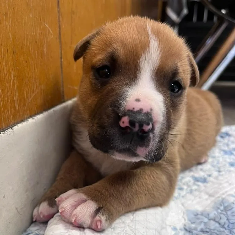 A baby small-sized male Brown / Chocolate American Bulldog dog named Finneas for adoption in San Pablo, CA