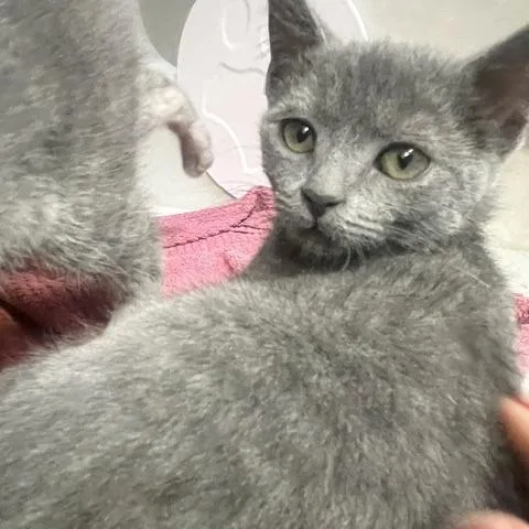 A baby small-sized female Gray / Blue / Silver Domestic Short Hair cat named Elsie for adoption in Dayton, OH