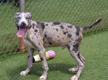 A young large-sized male Mixed Breed dog named Rick for adoption in Athens, GA