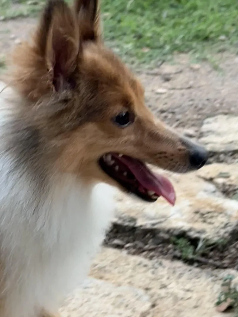 An adult small-sized male Tricolor (Brown, Black, & White) Shetland Sheepdog / Sheltie dog named Bruce The Broken Toy for adoption in Lockhart, TX