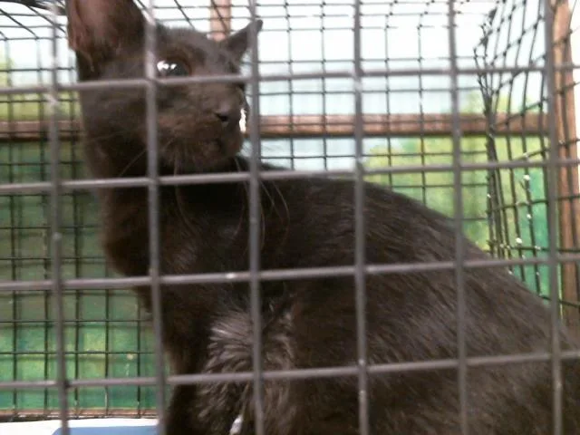 A baby small-sized male Domestic Short Hair cat named A for adoption in Houston, TX