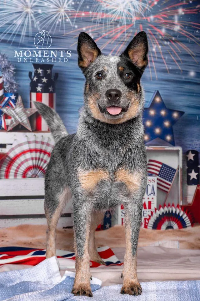 A young medium-sized female Gray / Blue / Silver Australian Cattle Dog / Blue Heeler dog named Scout for adoption in Myakka City, FL