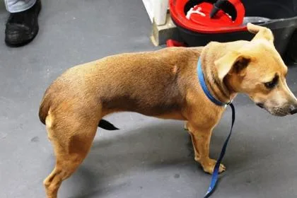 A young medium-sized female Black Mouth Cur dog named Kaycee for adoption in Picayune, MS