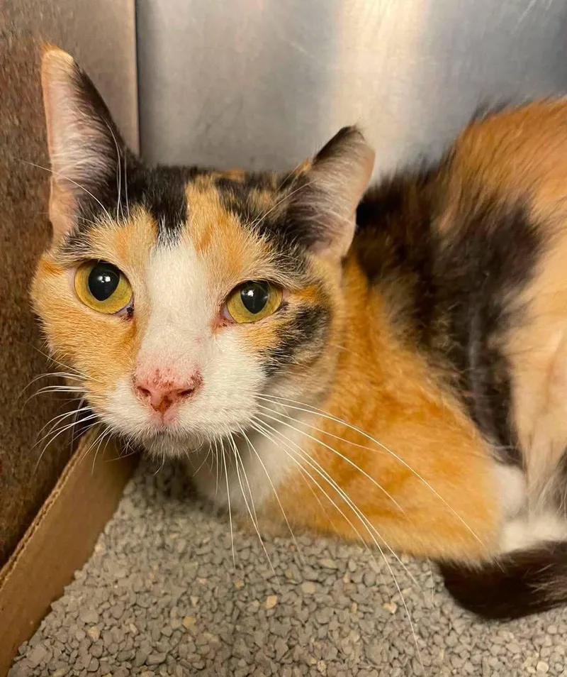 An adult medium-sized female Domestic Short Hair cat named Callie for adoption in Stillwater, OK
