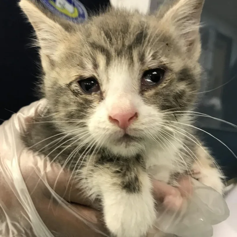 A baby small-sized male Brown / Chocolate Domestic Short Hair cat named Smidge for adoption in Newark, NJ
