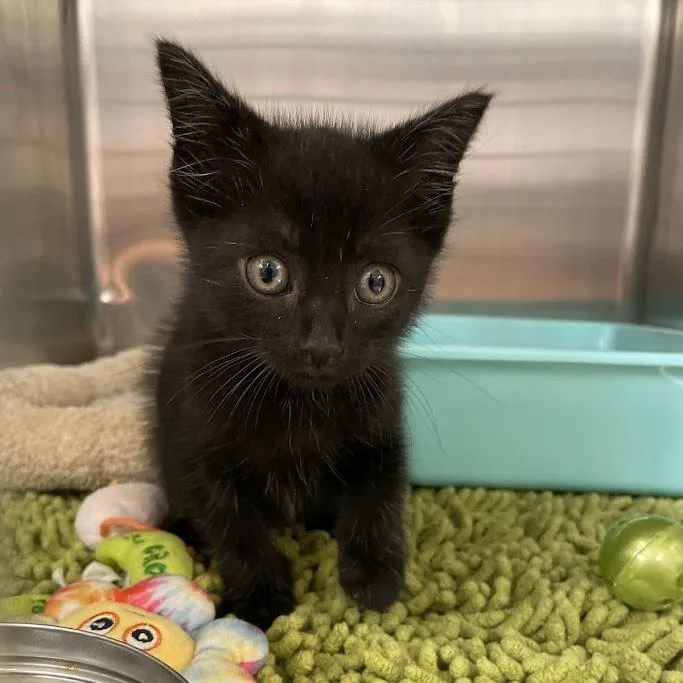 A baby small-sized male Black Domestic Short Hair cat named Bobert for adoption in Port Charlotte, FL