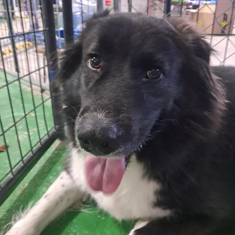 An adult large-sized male Husky dog named Andy for adoption in Tipton, IA