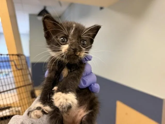 A baby small-sized female Domestic Short Hair cat named Binky for adoption in Miami, FL