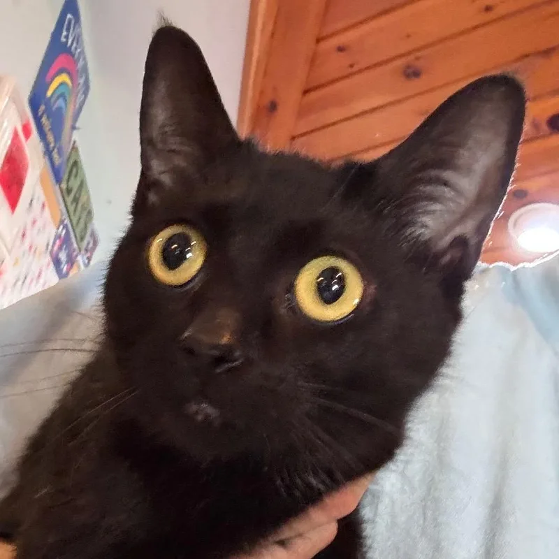 A young medium-sized female Black Domestic Short Hair cat named Kazoo for adoption in Salisbury, MA