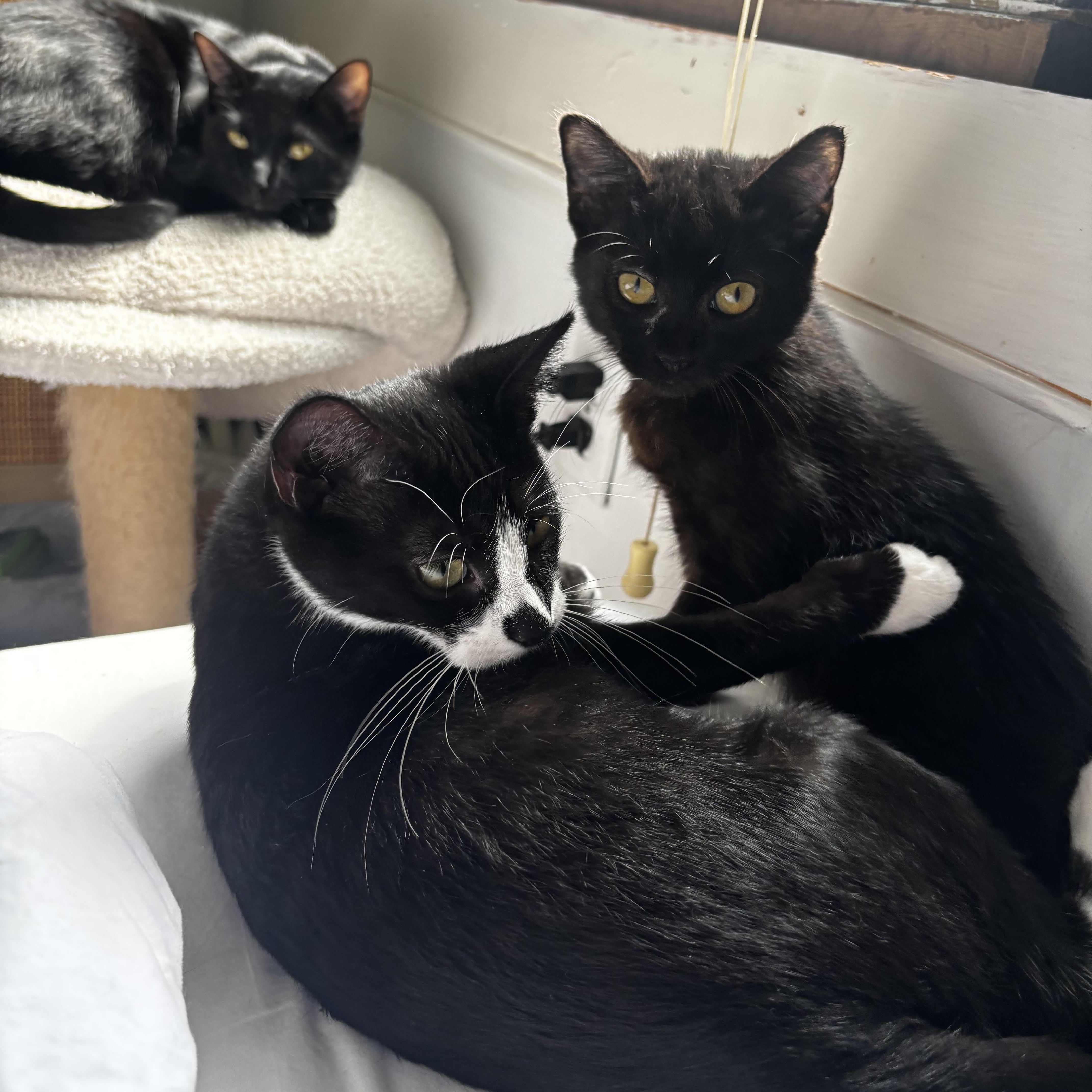 A baby small-sized male Black Domestic Short Hair cat named Megumi for adoption in Richmond, VA