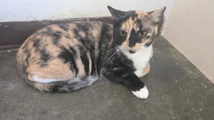 A young medium-sized female Domestic Short Hair cat named Cali for adoption in Clinton, MO