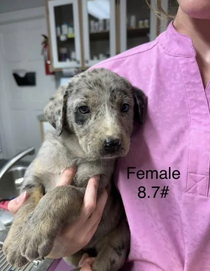 A baby small-sized female Mixed Breed dog named Allison for adoption in West Chester, PA