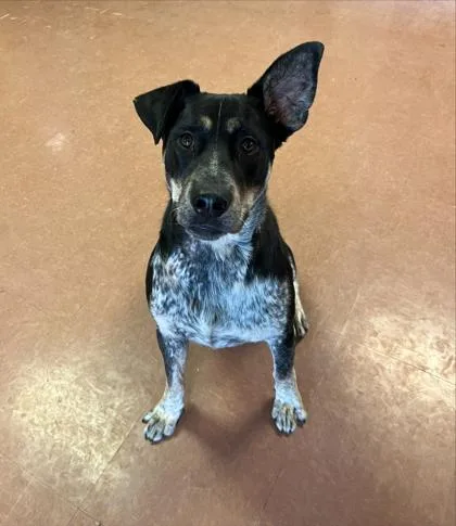 An adult large-sized male Black Australian Cattle Dog / Blue Heeler dog named Caesar for adoption in Rapid City, SD