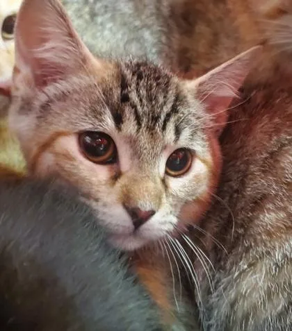 A young large-sized female Domestic Short Hair cat named Di Lollo for adoption in Kansas City, MO