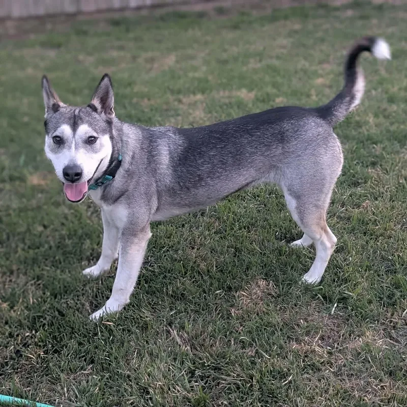 A young medium-sized female Siberian Husky dog named Sadie for adoption in Justin, TX