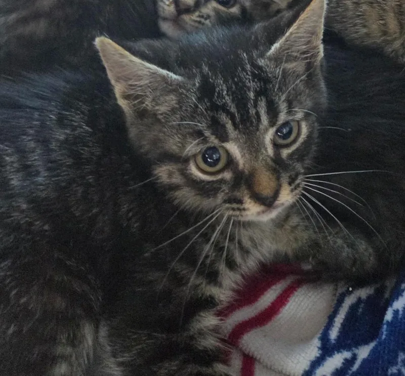 A baby medium-sized female Domestic Short Hair cat named Cali for adoption in Tampa, FL