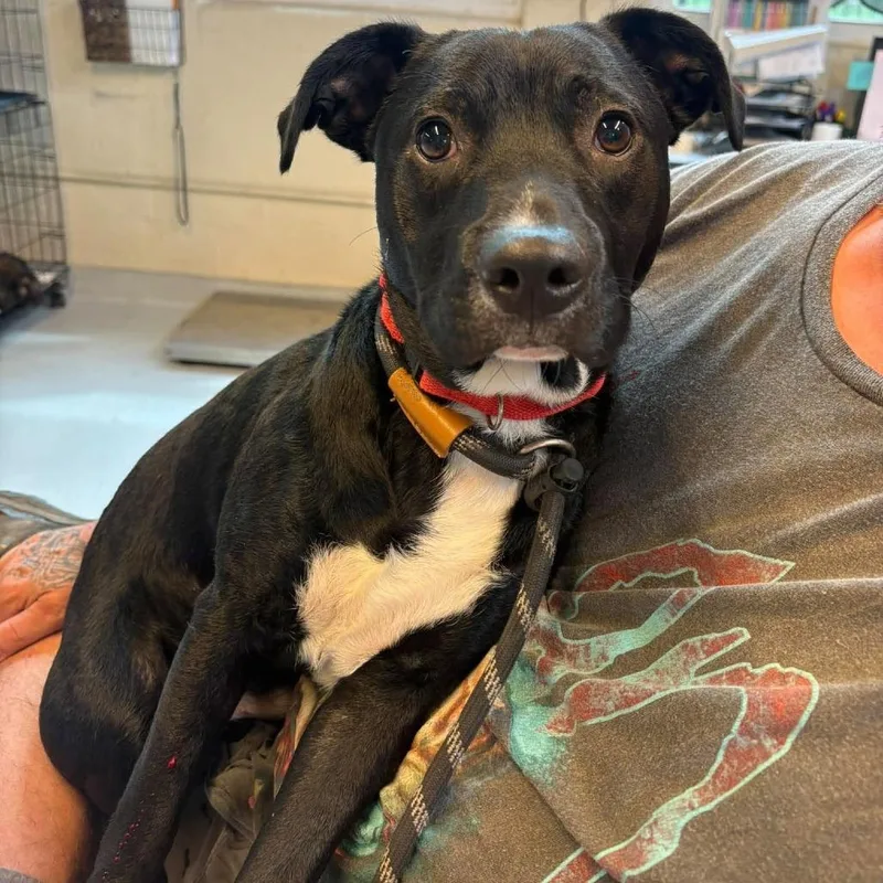 An adult medium-sized male Black Mixed Breed dog named Mikey for adoption in Huntington, WV