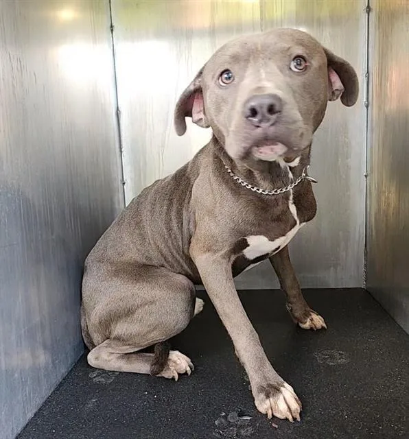 A young medium-sized male American Staffordshire Terrier dog named Pippin for adoption in San Antonio, TX