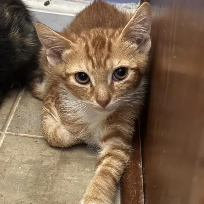 A baby medium-sized male Tabby cat named Taz for adoption in Columbia, SC