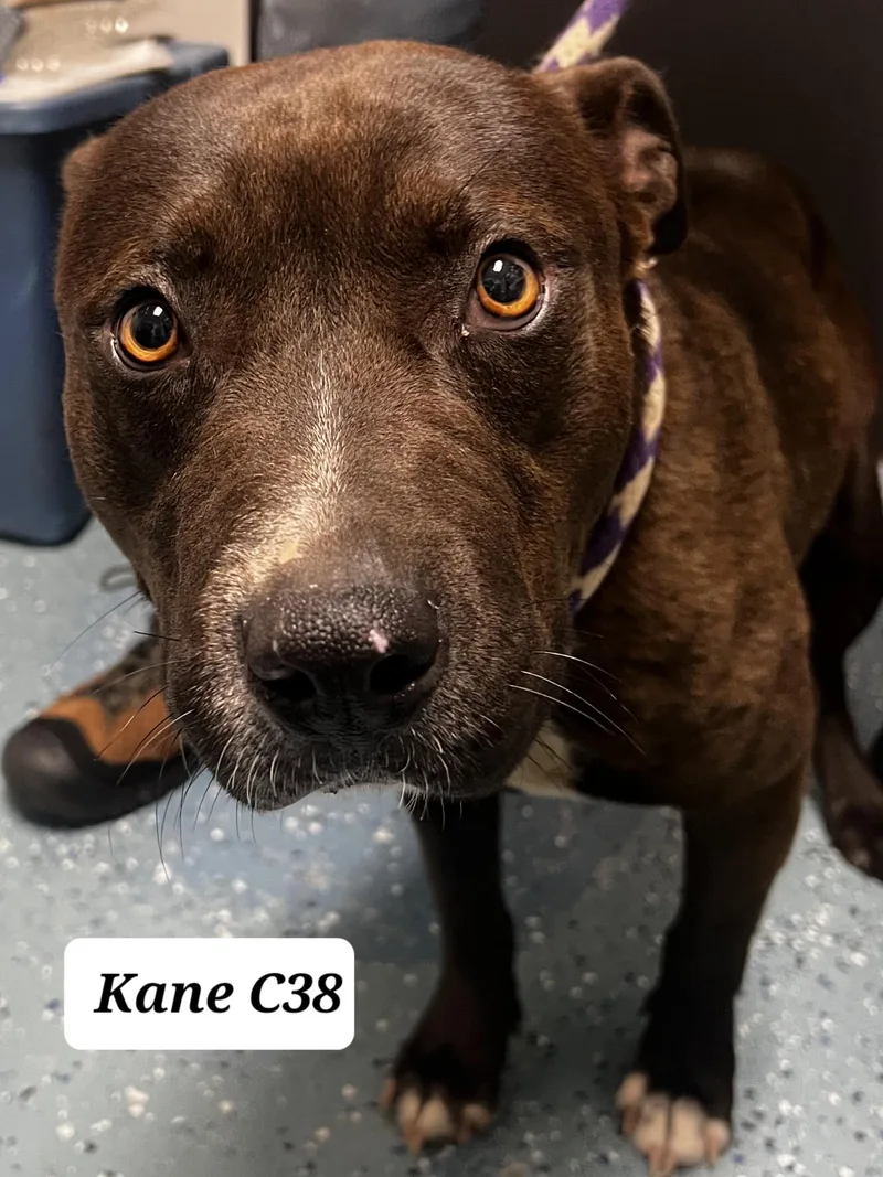 A baby medium-sized male Black Bulldog dog named Kane for adoption in Morganton, NC
