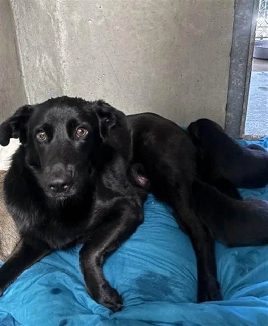 An adult medium-sized female Labrador Retriever dog named Apple for adoption in San Bernardino, CA