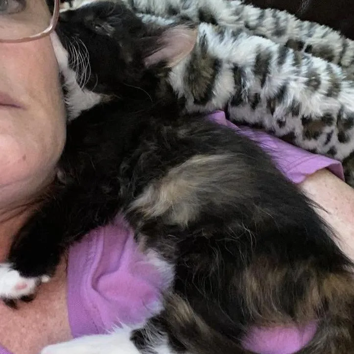 A baby small-sized female Calico Domestic Medium Hair cat named Chimera Knieriem for adoption in Eagle Mountain, UT
