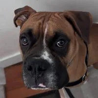 An adult large-sized male Boxer dog named Rosco for adoption in Davis, CA