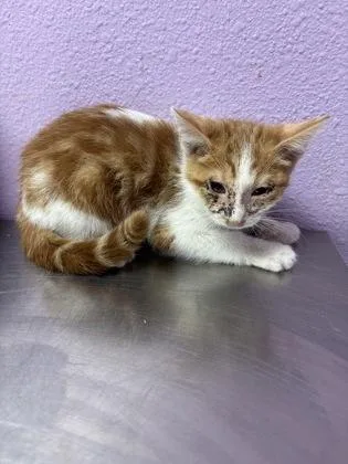 A baby medium-sized male Orange / Red Domestic Short Hair cat named 61307070 for adoption in El Paso, TX