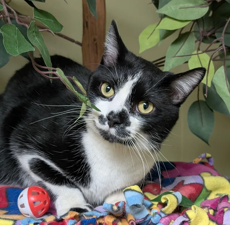 Bo Jangles thumbnail 2