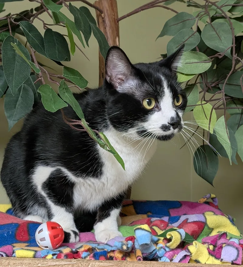 Bo Jangles thumbnail 3